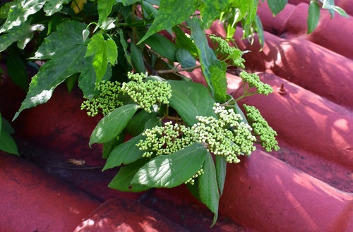 Viburnum jucundum (Viburnum jucundum)