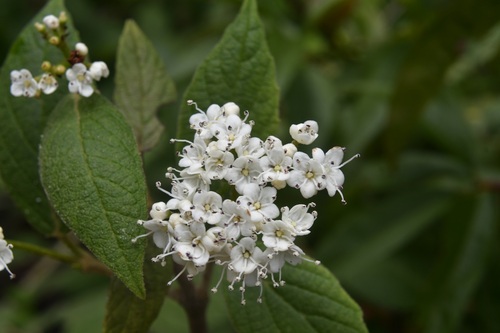 Viburnum jucundum (Viburnum jucundum)