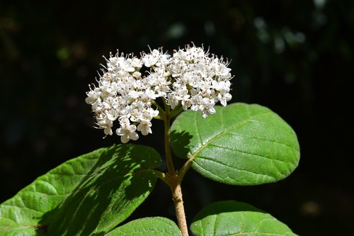Viburnum jucundum (Viburnum jucundum)