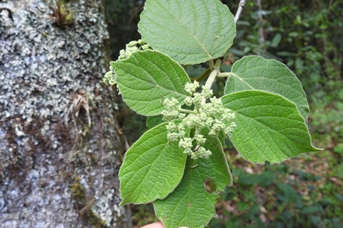 Viburnum jucundum (Viburnum jucundum)