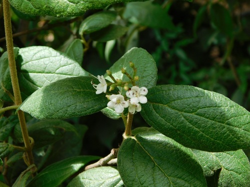 Viburnum jucundum (Viburnum jucundum)