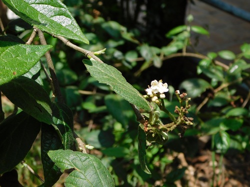 Viburnum jucundum (Viburnum jucundum)