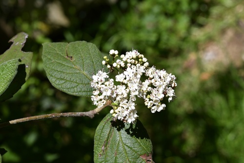 Viburnum jucundum (Viburnum jucundum)