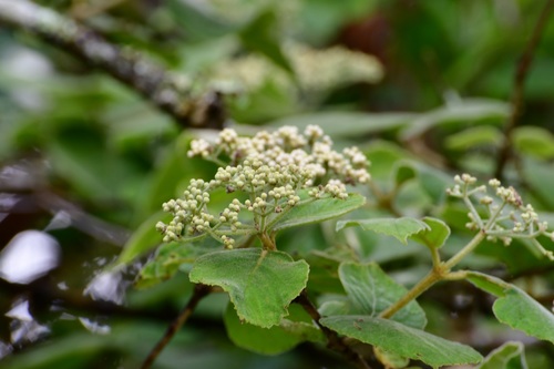 Viburnum jucundum (Viburnum jucundum)