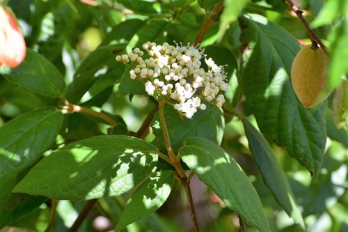 Viburnum jucundum (Viburnum jucundum)
