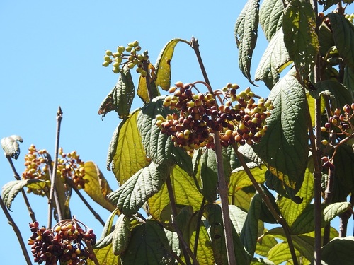 Viburnum jucundum (Viburnum jucundum)