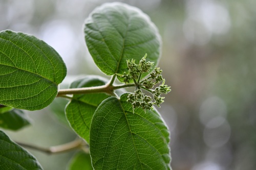 Viburnum jucundum (Viburnum jucundum)