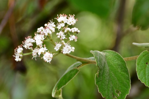 Viburnum jucundum (Viburnum jucundum)