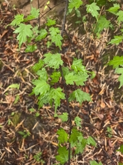 Viburnum kansuense (Viburnum kansuense)
