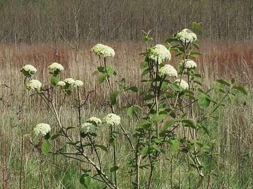 Wayfaringtree: Wolliger Schneeball ( Viburnum lantana ) im Hockenheimer Rheinbogen