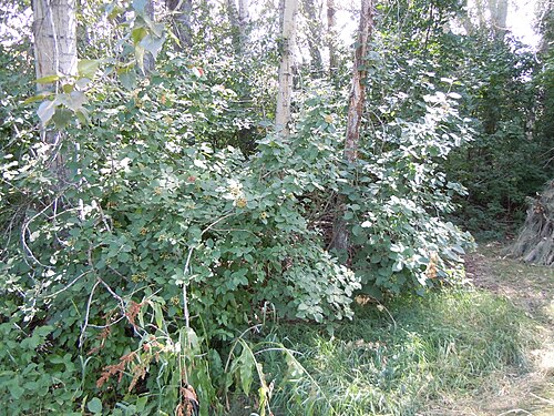 Wayfaringtree: Wayfaringtree seems to be more and more common as an escaped ornamental.