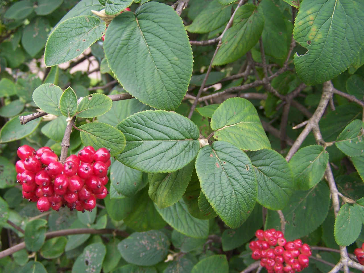 Wayfaringtree: Viburnum lantana