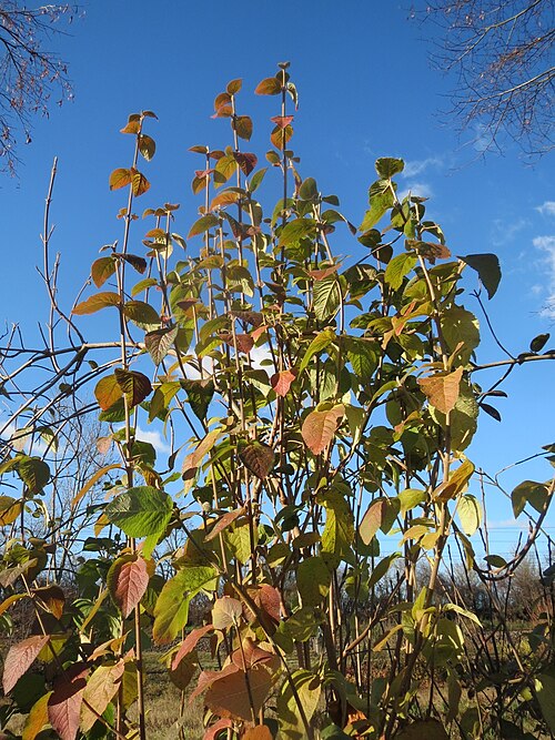 Wayfaringtree: Wolliger Schneeball ( Viburnum lantana ) bei Neulußheim
