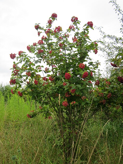 Wayfaringtree: Wolliger Schneeball ( Viburnum lantana ) im Hockenheimer Rheinbogen