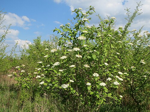 Wayfaringtree: Wolliger Schneeball ( Viburnum lantana ) im Hockenheimer Rheinbogen