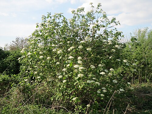 Wayfaringtree: Wolliger Schneeball ( Viburnum lantana ) bei Neulußheim