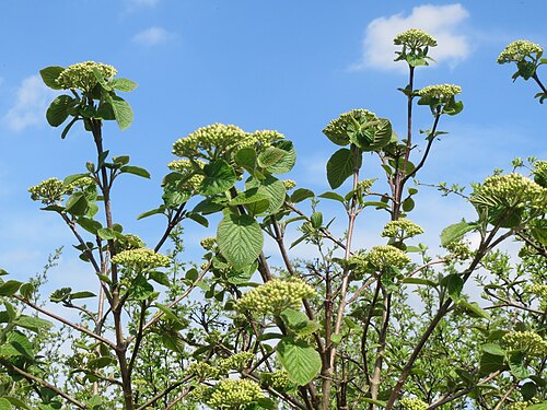Wayfaringtree: Wolliger Schneeball ( Viburnum lantana ) im Hockenheimer Rheinbogen