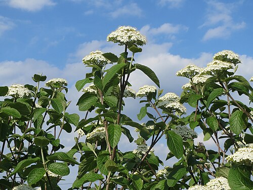 Wayfaringtree: Wolliger Schneeball ( Viburnum lantana ) bei Neulußheim