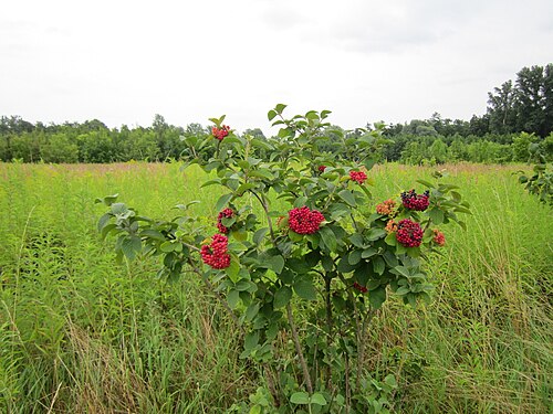Wayfaringtree: Wolliger Schneeball ( Viburnum lantana ) im Hockenheimer Rheinbogen