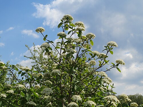 Wayfaringtree: Wolliger Schneeball ( Viburnum lantana ) im Hockenheimer Rheinbogen