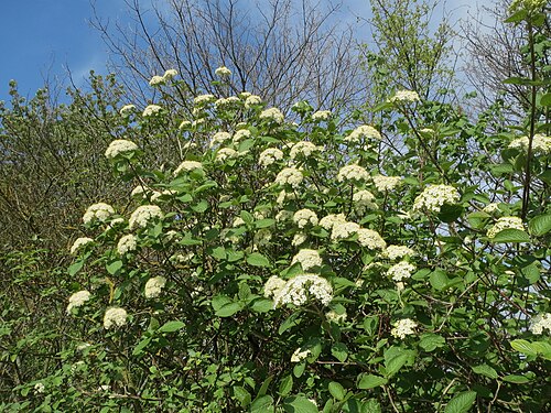 Wayfaringtree: Wolliger Schneeball ( Viburnum lantana ) im Hockenheimer Rheinbogen