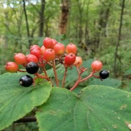 Hobblebush (Viburnum lantanoides)