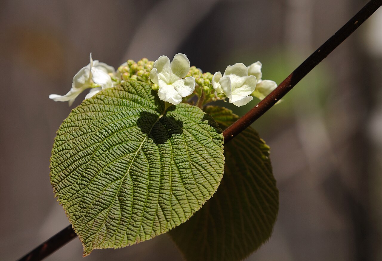 Hobblebush: Blooms and leaves of Viburnum lantanoides at Algonquin Provincial Park, Canada.