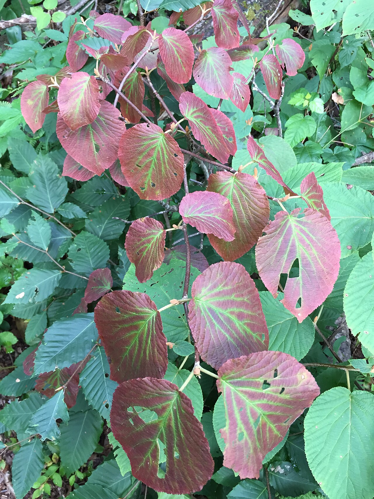 Hobblebush: Early autumn coloration on an Alder-leaved Viburnum along the Cove Trail around Spring Lake in Berlin, New York