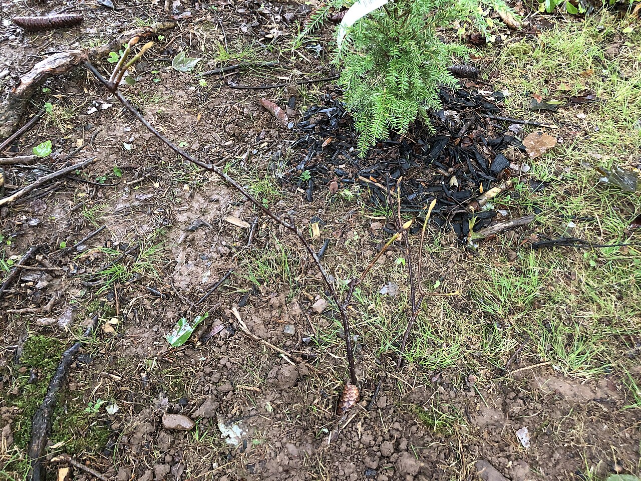 Hobblebush: A recently-planted Hobblebush Viburnum seedling along Aquetong Lane in the Mountainview section of Ewing Township, Mercer County, New Jersey