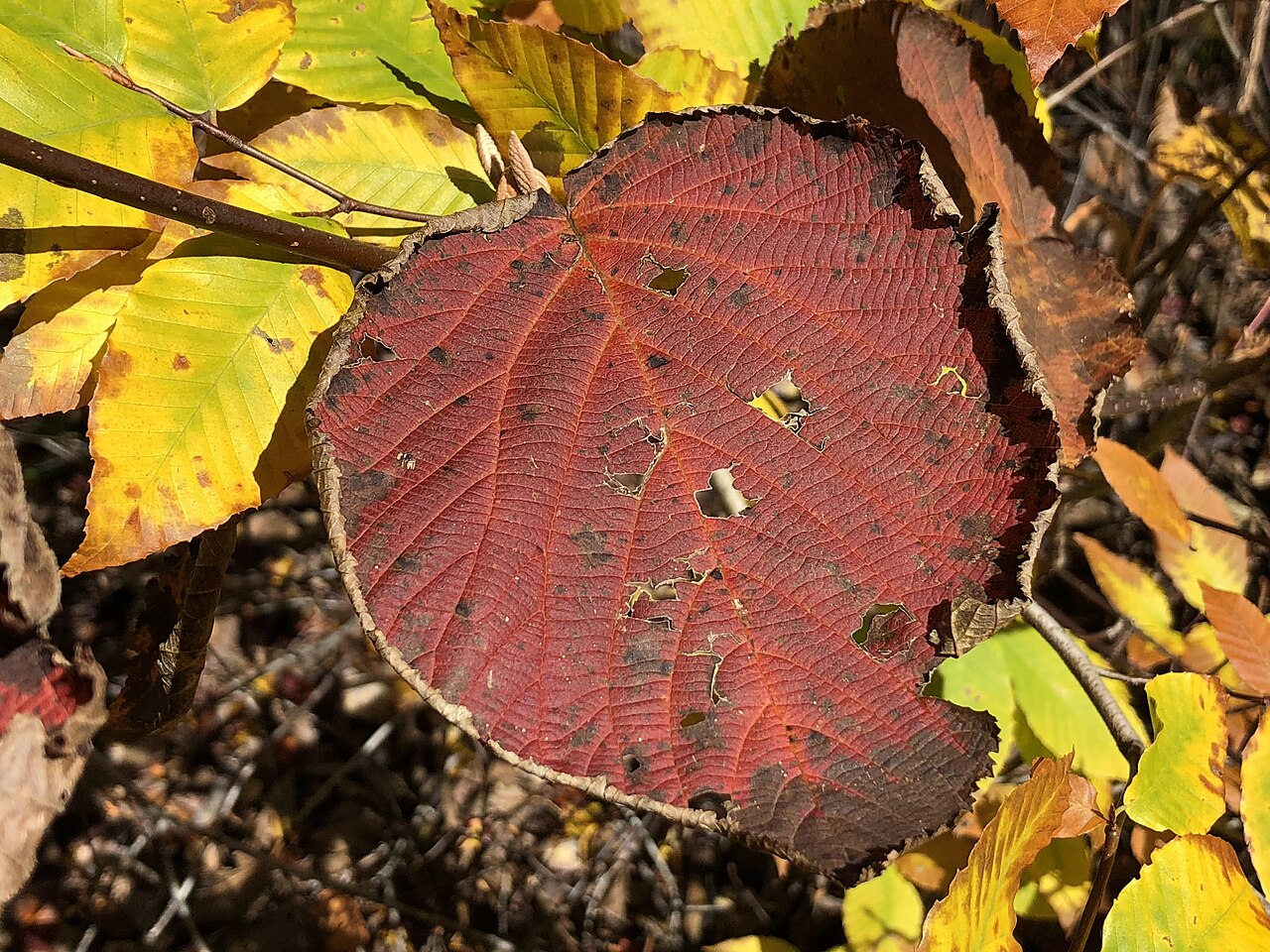 Hobblebush: Leaf turning color in autumn on an Alder-leaved Viburnum along Spring Lake's Cove Trail in Berlin, New York