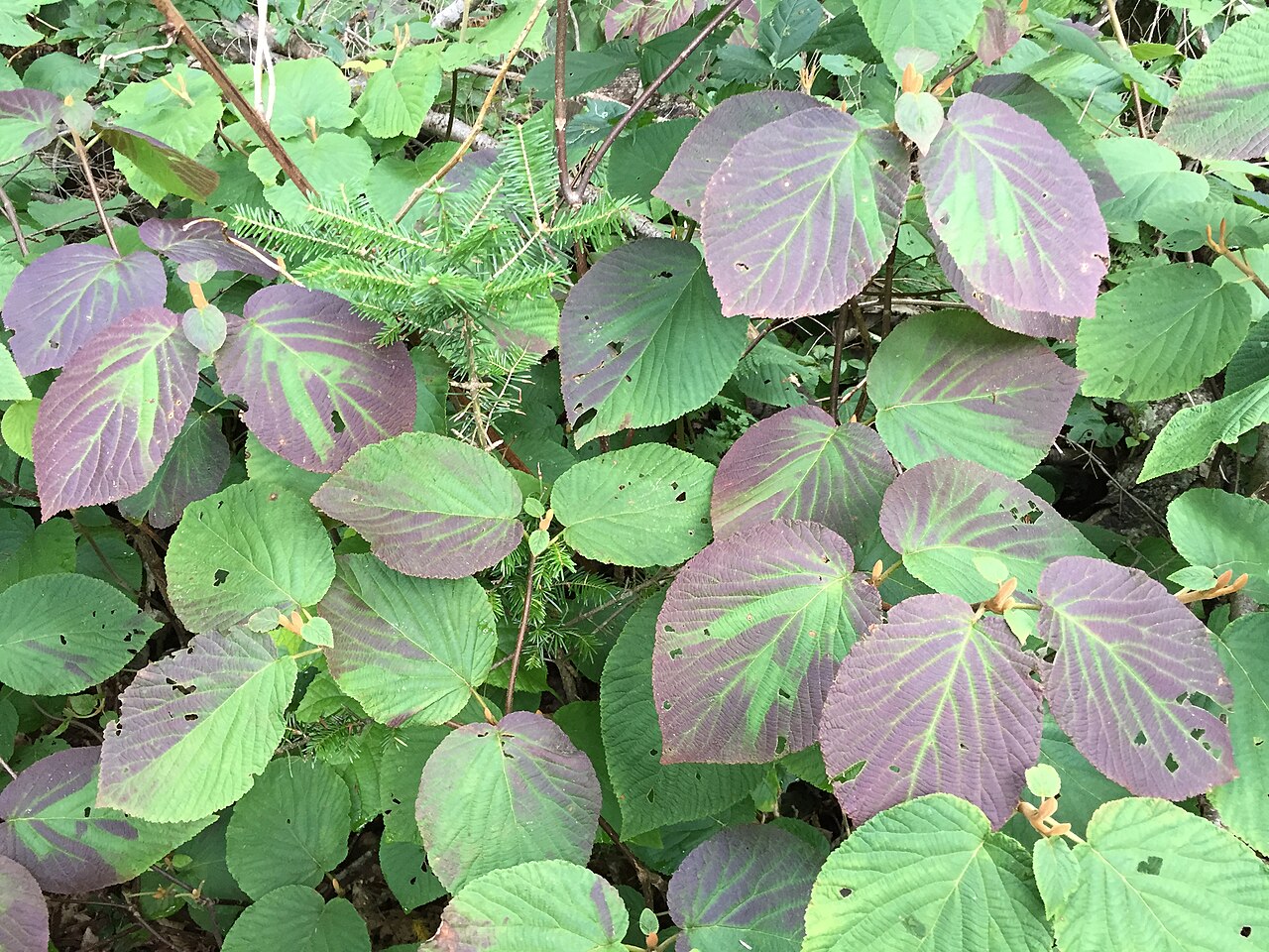 Hobblebush: Early autumn coloration on an Alder-leaved Viburnum along the Cove Trail around Spring Lake in Berlin, New York