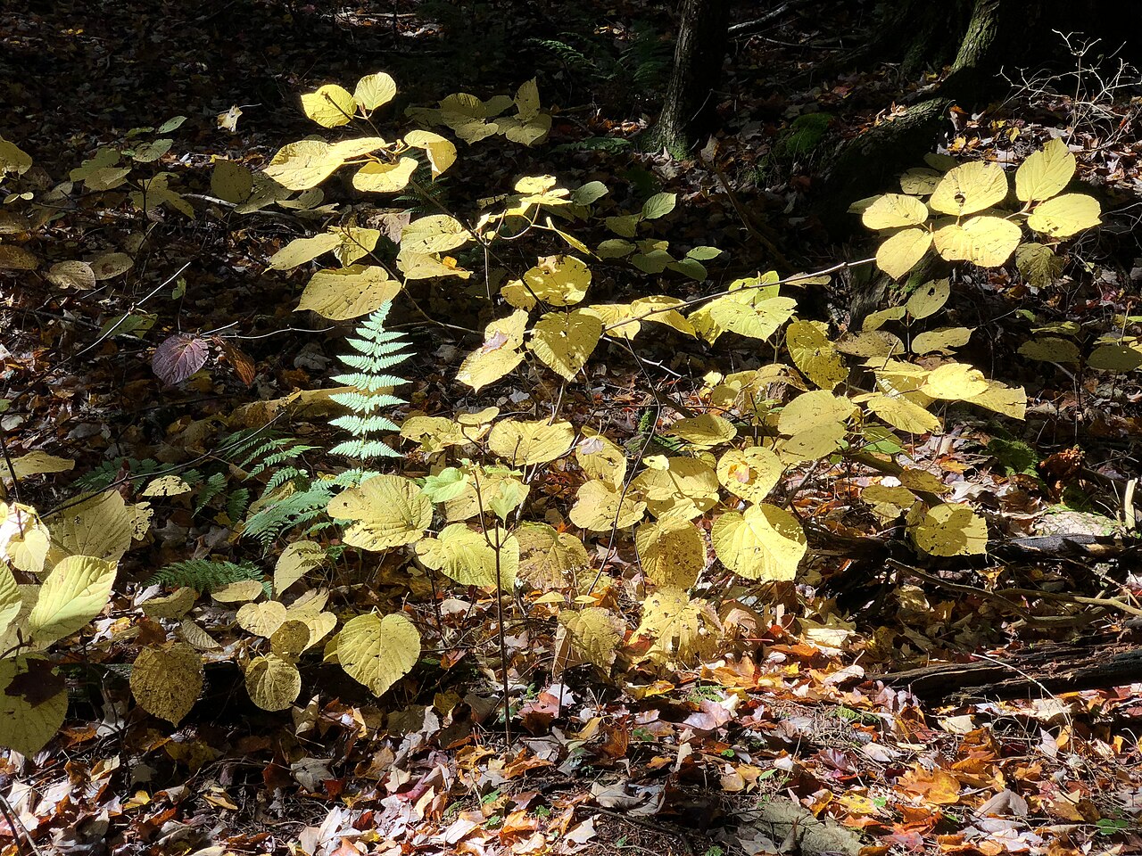 Hobblebush: An Alder-leaved Viburnum in autumn along Spring Lake's Cove Trail in Berlin, New York