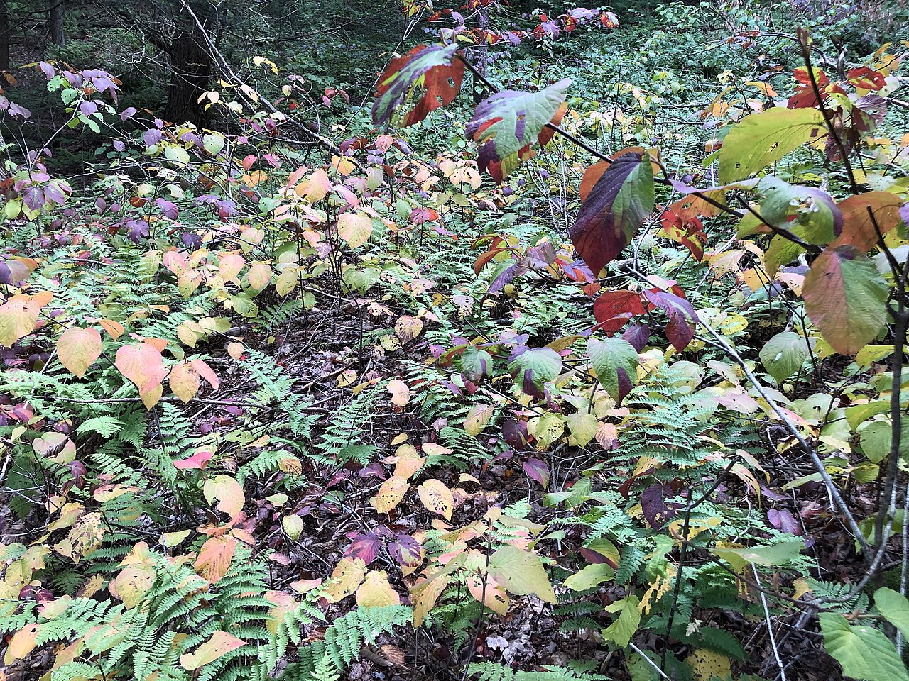 Hobblebush: Alder-leaved Viburnums in early autumn along Spring Lake's Cove Trail in Berlin, New York