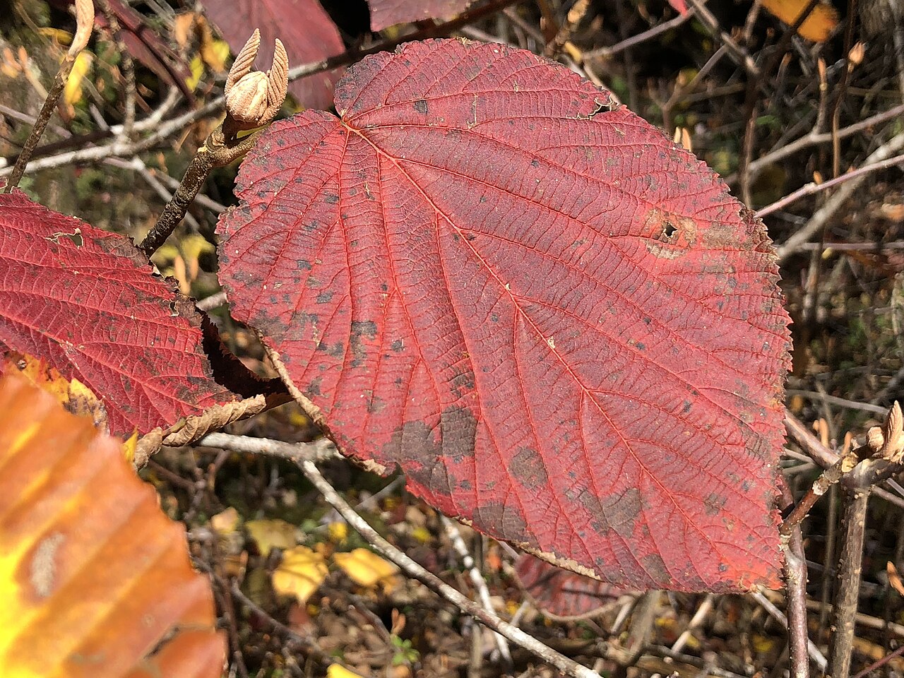 Hobblebush: Leaf turning color in autumn on an Alder-leaved Viburnum along Spring Lake's Cove Trail in Berlin, New York