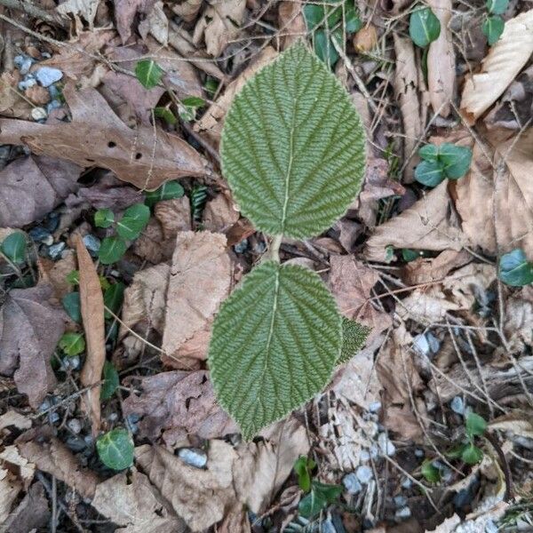 Hobblebush (Viburnum lantanoides)