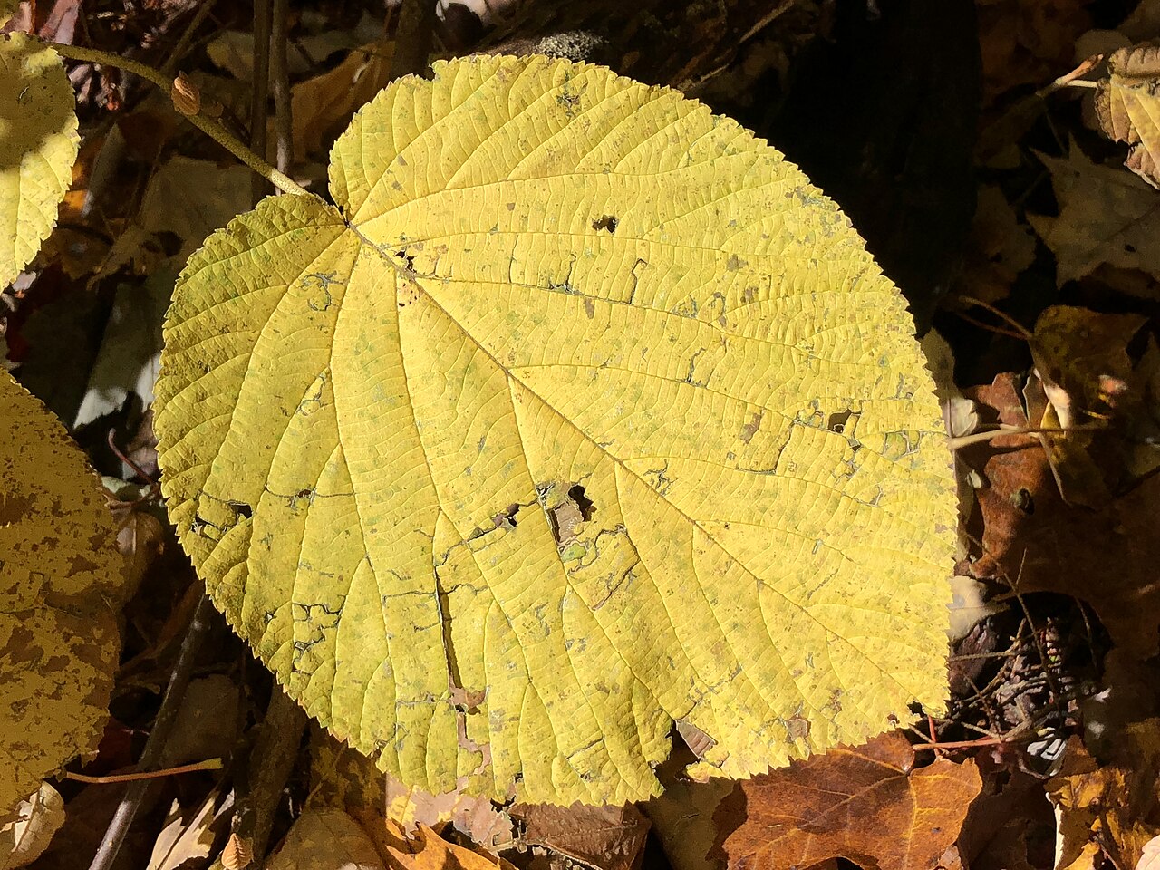 Hobblebush: Leaf turning color in autumn on an Alder-leaved Viburnum along Spring Lake's Cove Trail in Berlin, New York