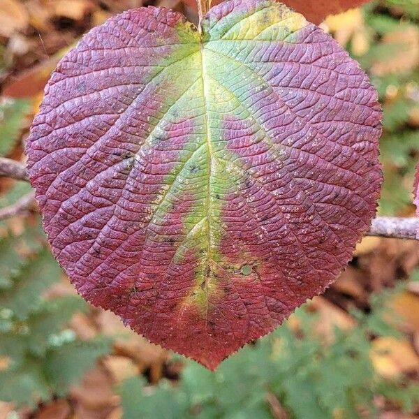 Hobblebush (Viburnum lantanoides)