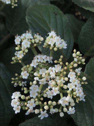 Viburnum lasiophyllum (Viburnum lasiophyllum)