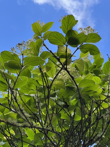 Viburnum lasiophyllum (Viburnum lasiophyllum)