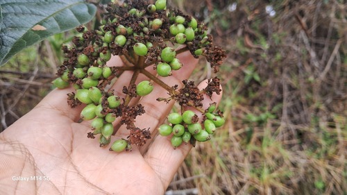 Viburnum lasiophyllum (Viburnum lasiophyllum)
