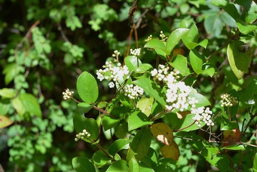 Viburnum lautum (Viburnum lautum)