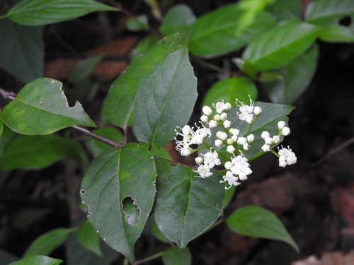 Viburnum lautum (Viburnum lautum)