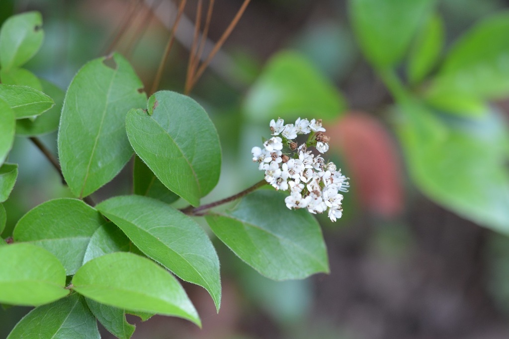 Viburnum lautum (Viburnum lautum)