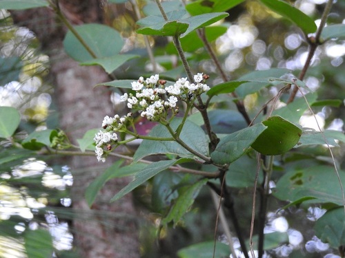 Viburnum lautum (Viburnum lautum)