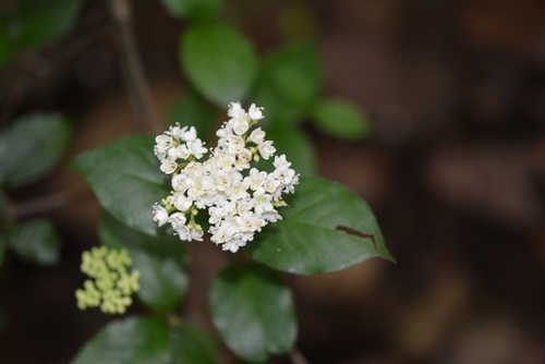 Viburnum lautum (Viburnum lautum)