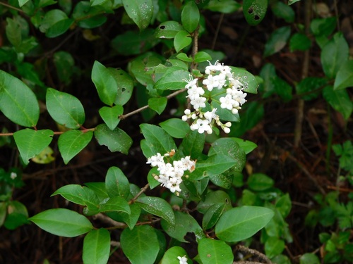 Viburnum lautum (Viburnum lautum)