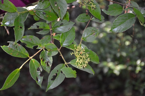 Viburnum lautum (Viburnum lautum)