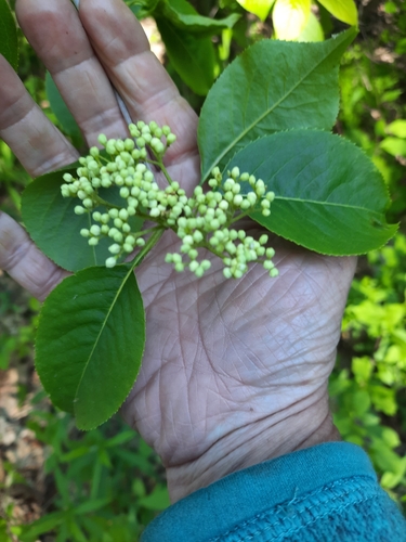 Nannyberry (Viburnum lentago)