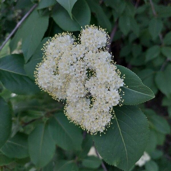 Nannyberry (Viburnum lentago)