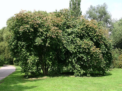 Nannyberry: Viburnum lentago, Dendrological Garden Pruhonice, Czech Republic